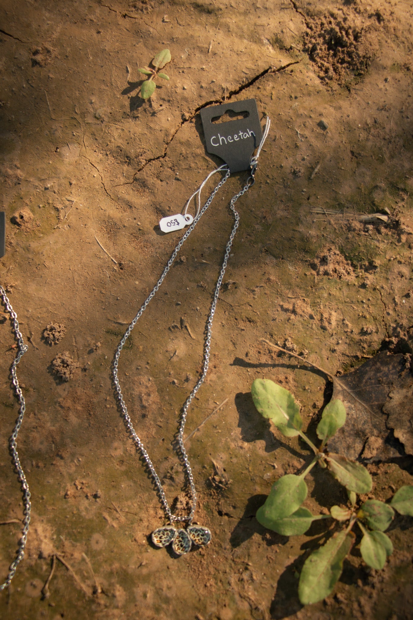 'cheetah'
